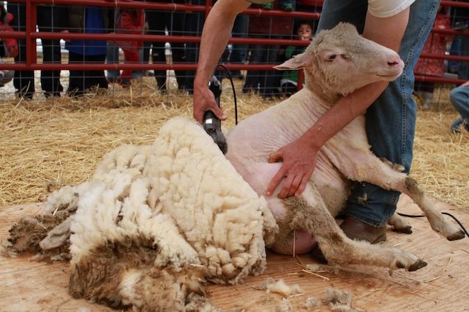 Proceso de esquila de ovejas, origen de la lana